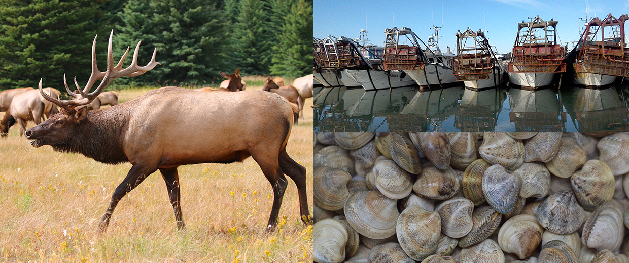 Biology and management of fisheries and wildlife resources