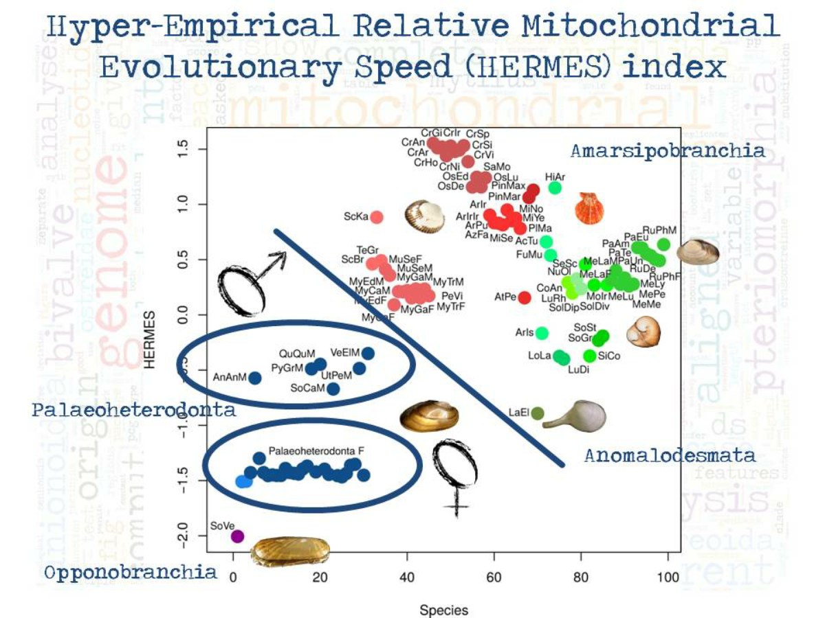 Animal_molecular phylogenetics