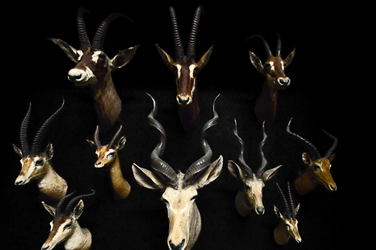 Collezione di Zoologia