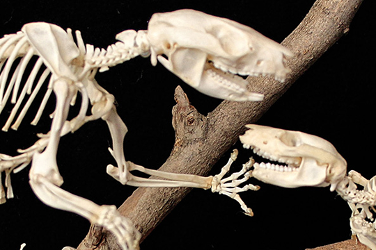 Collezione di Anatomia Comparata