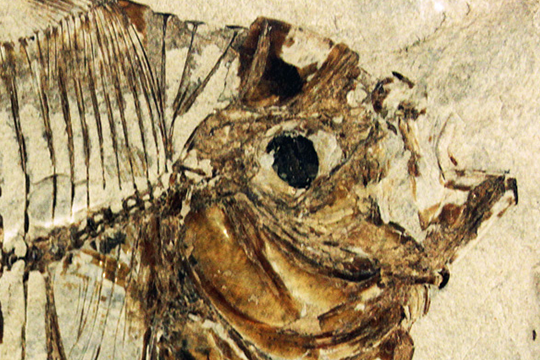 Collezione di Geologia "Museo Giovanni Capellini"