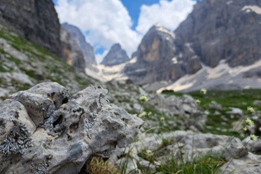 I licheni delle Dolomiti sono in pericolo