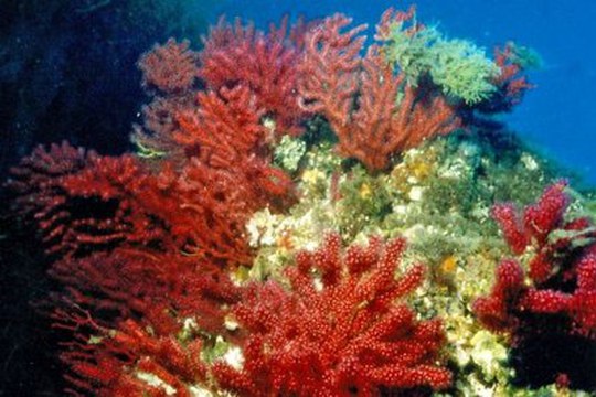 Il cambiamento climatico causa sempre più eventi di mortalità di massa tra gli organismi marini del Mediterraneo