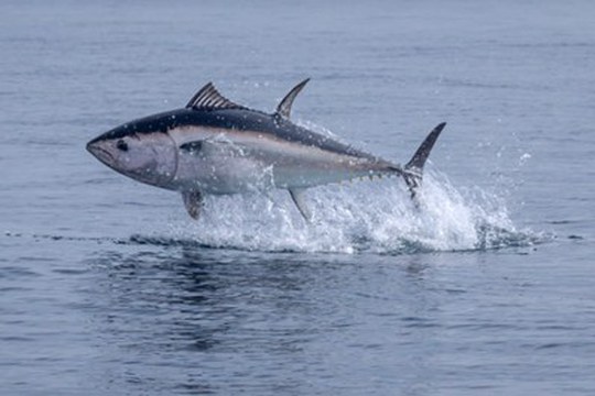 Il cambiamento climatico mette a rischio la sopravvivenza del tonno rosso nel Mediterraneo