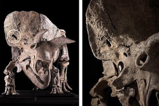Lotta tra triceratopi: la ferita nel collare di “Big John”