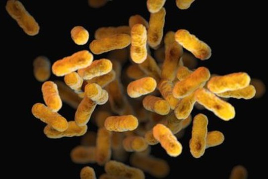 Microbiota orale umano: ecco come i batteri si sono evoluti insieme a noi