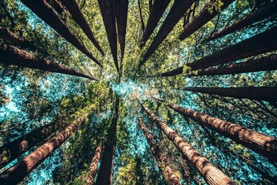Sulla Terra ci sono 9.000 specie di alberi ancora da scoprire