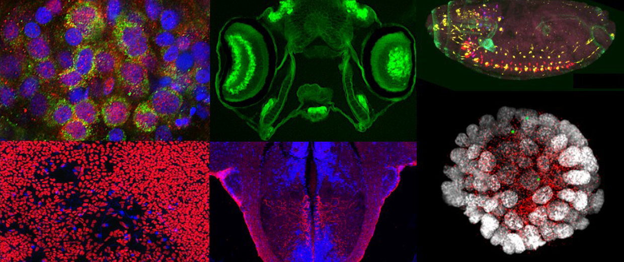 immagini al microscopio.