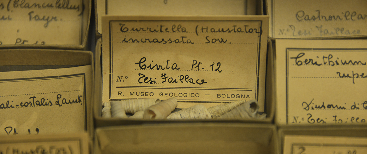 dettaglio collezione museo geologico